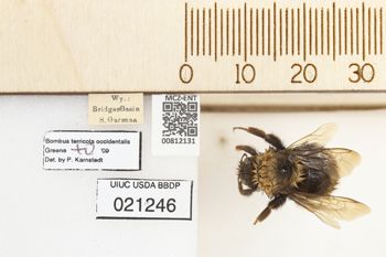Media type: image;   Entomology 812131 Aspect: labels